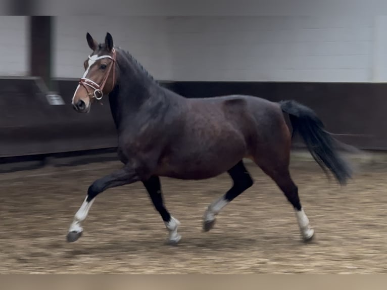 Oldenburger Stute 7 Jahre 166 cm Schwarzbrauner in Bramsche