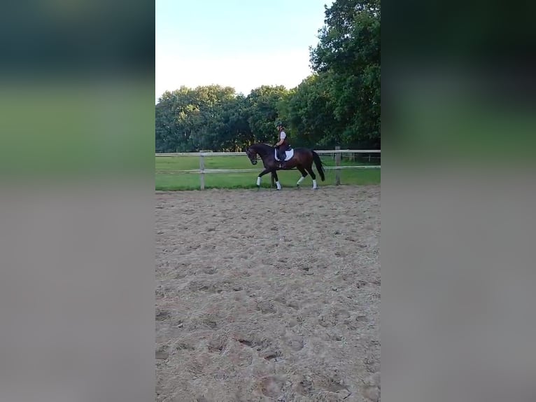 Oldenburger Stute 7 Jahre 167 cm Brauner in Hude (Oldenburg)