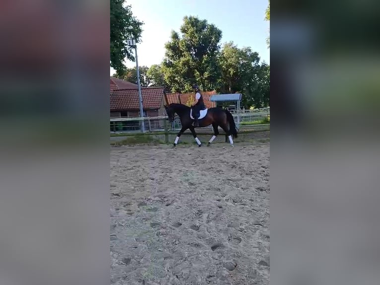 Oldenburger Stute 7 Jahre 167 cm Brauner in Hude (Oldenburg)