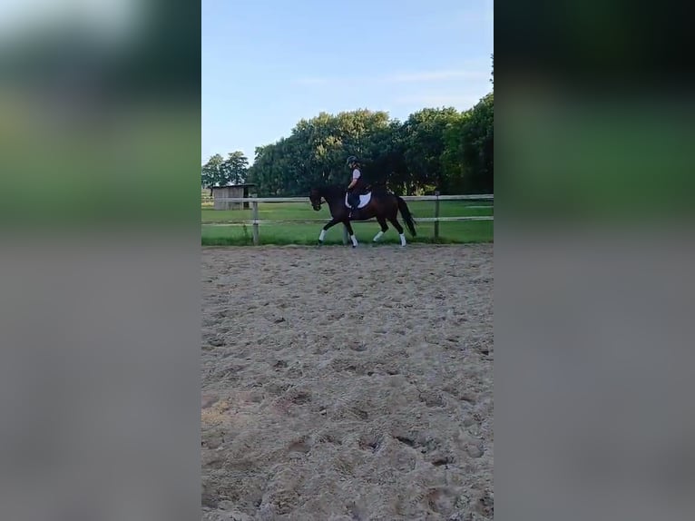 Oldenburger Stute 7 Jahre 167 cm Brauner in Hude (Oldenburg)