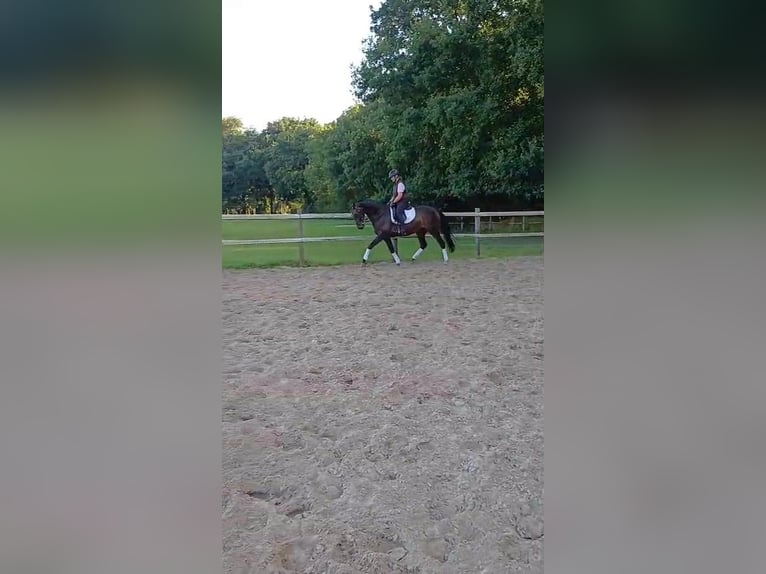 Oldenburger Stute 7 Jahre 167 cm Brauner in Hude (Oldenburg)