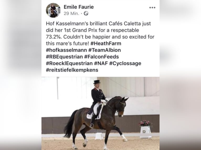 Oldenburger Stute 7 Jahre 167 cm Dunkelbrauner in Bramsche