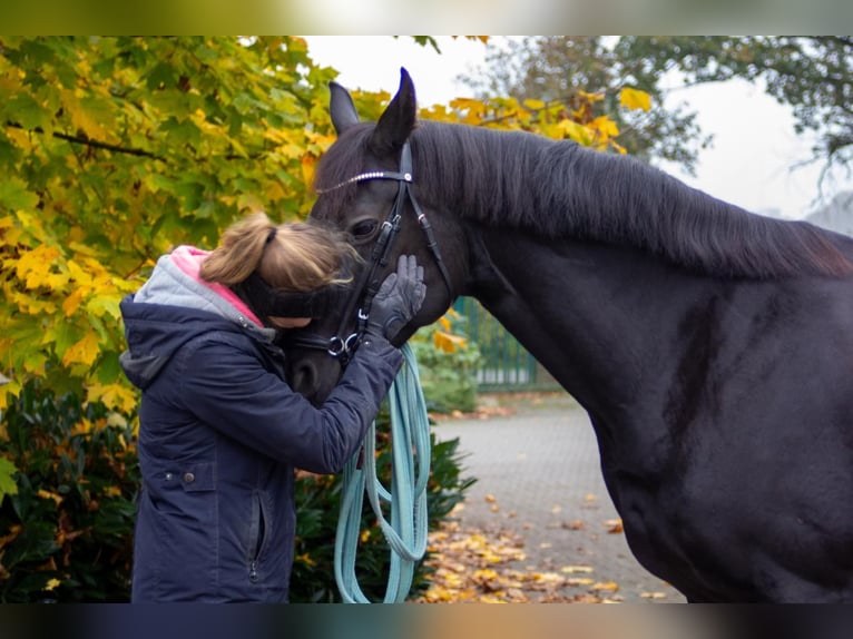 Oldenburger Stute 7 Jahre 167 cm Rappe in Sassenberg