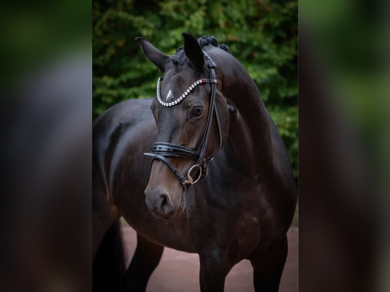 Oldenburger Stute 7 Jahre 168 cm Brauner in Essen (Oldenburg)