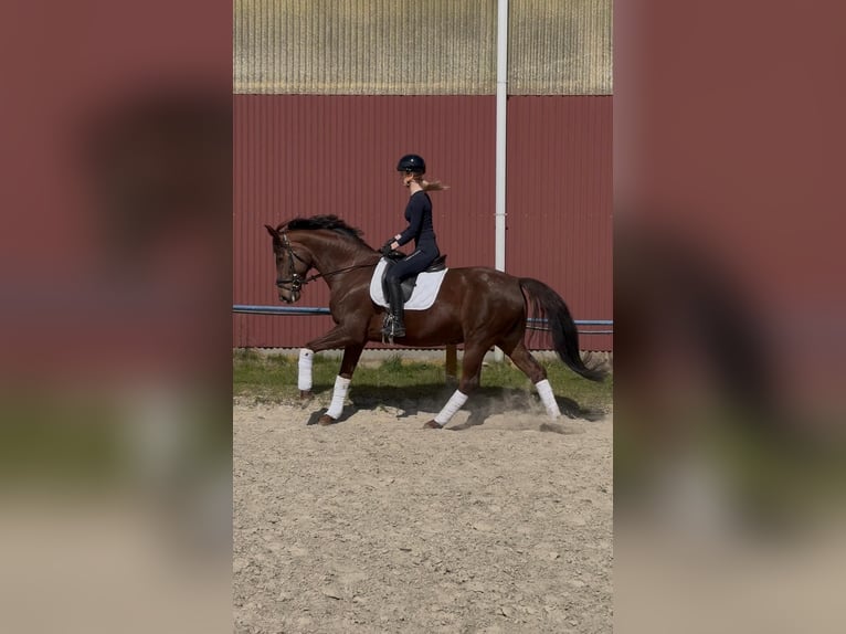 Oldenburger Stute 7 Jahre 168 cm Brauner in Fuldabrück