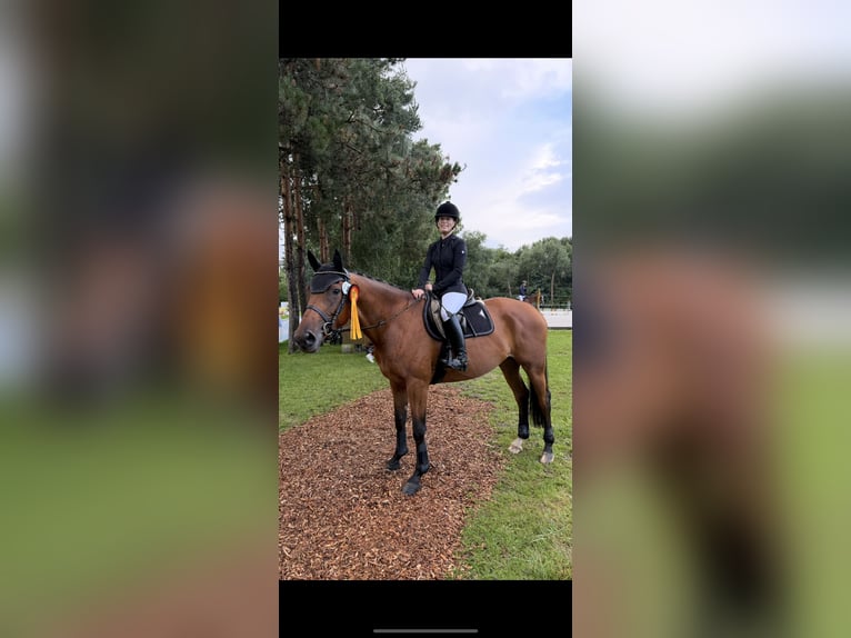 Oldenburger Stute 7 Jahre 168 cm Brauner in Berglen