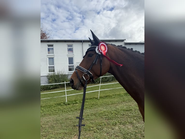Oldenburger Stute 7 Jahre 168 cm Brauner in Berglen