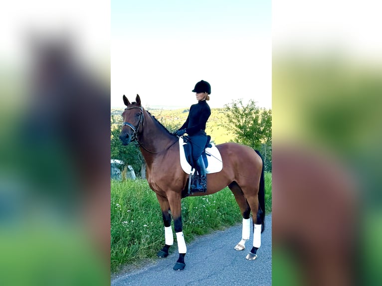 Oldenburger Stute 7 Jahre 168 cm Brauner in Berglen