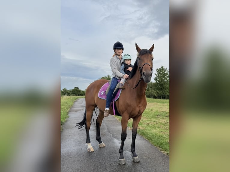 Oldenburger Stute 7 Jahre 168 cm Brauner in Berglen