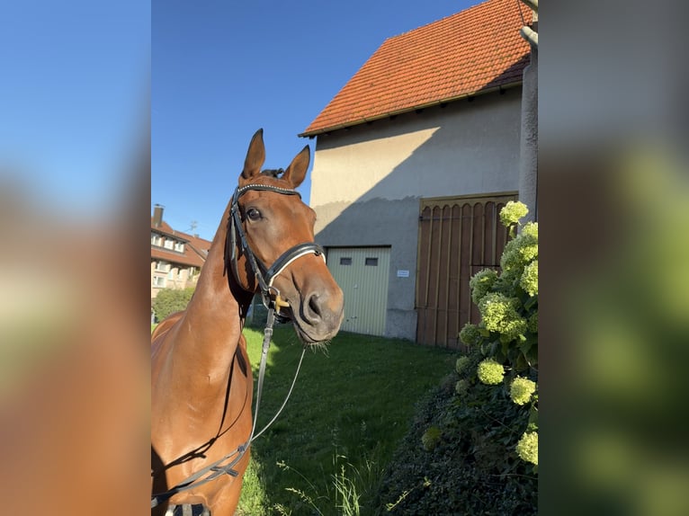 Oldenburger Stute 7 Jahre 168 cm Brauner in Berglen