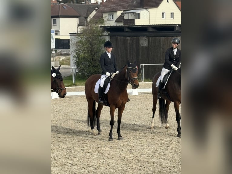 Oldenburger Stute 7 Jahre 168 cm Brauner in Berglen