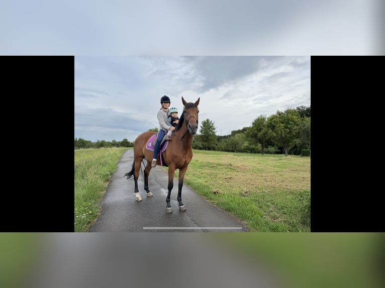 Oldenburger Stute 7 Jahre 168 cm Brauner in Berglen