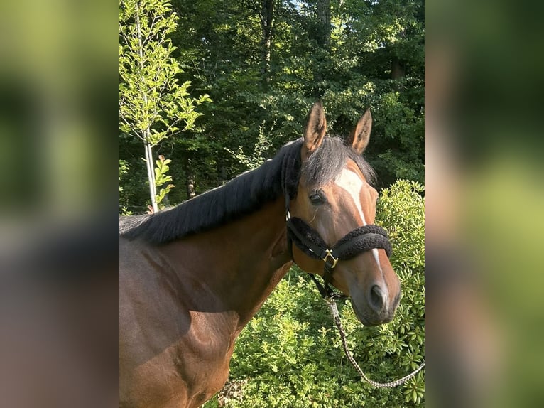 Oldenburger Stute 7 Jahre 168 cm Brauner in Darmstadt