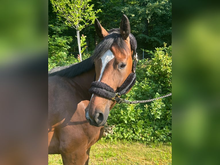 Oldenburger Stute 7 Jahre 168 cm Brauner in Darmstadt