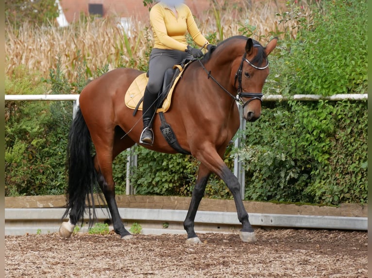 Oldenburger Stute 7 Jahre 168 cm Brauner in Ostfildern