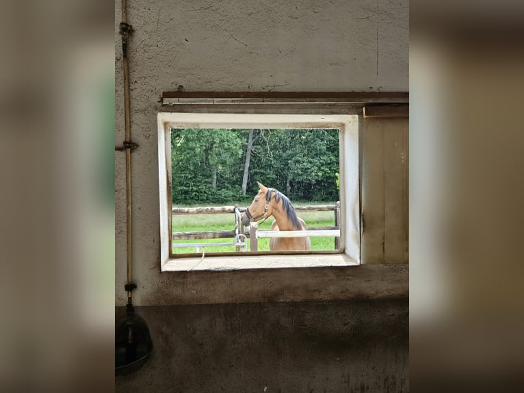 Oldenburger Stute 7 Jahre 168 cm Brauner in Ostfildern