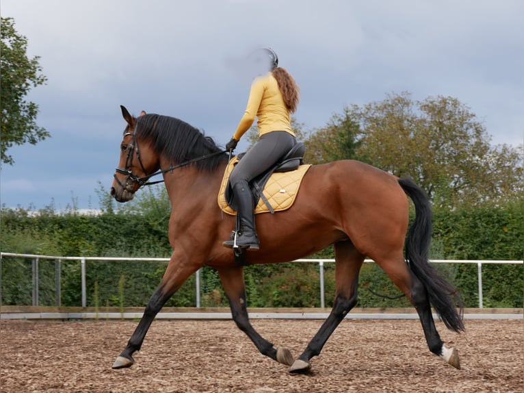 Oldenburger Stute 7 Jahre 168 cm Brauner in Ostfildern