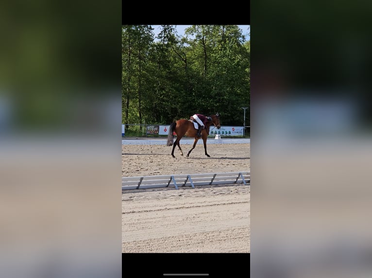Oldenburger Stute 7 Jahre 168 cm Brauner in Bad Marienberg