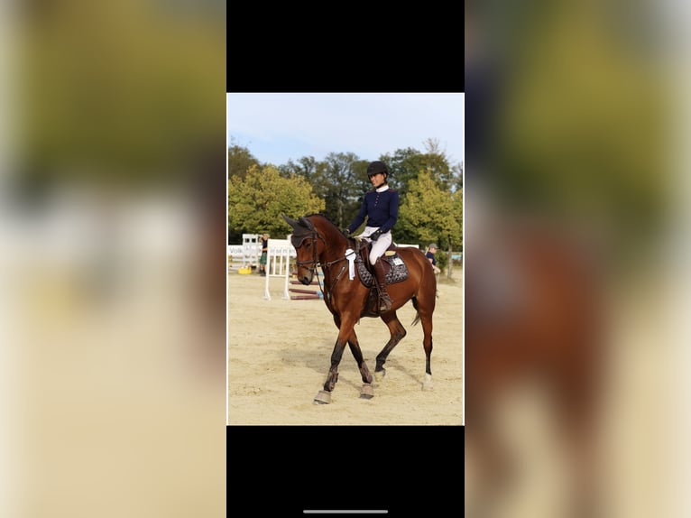Oldenburger Stute 7 Jahre 168 cm Brauner in Bad Marienberg