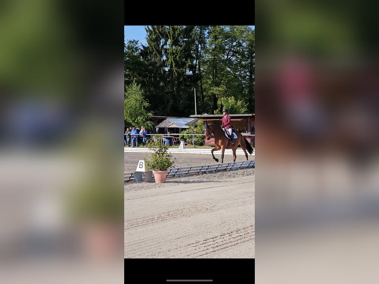 Oldenburger Stute 7 Jahre 168 cm Brauner in Bad Marienberg
