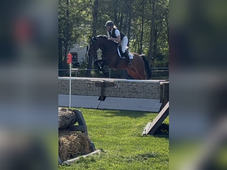 Oldenburger Stute 7 Jahre 168 cm Brauner in Schenklengsfeld