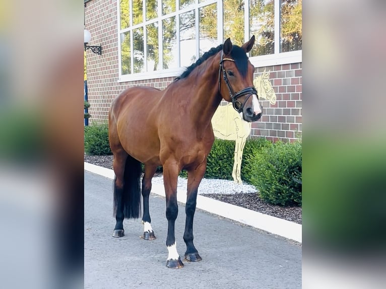 Oldenburger Stute 7 Jahre 168 cm Brauner in Berne