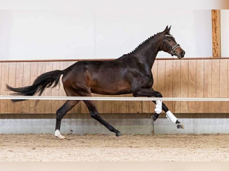 Oldenburger Stute 7 Jahre 168 cm Brauner in Volesvres