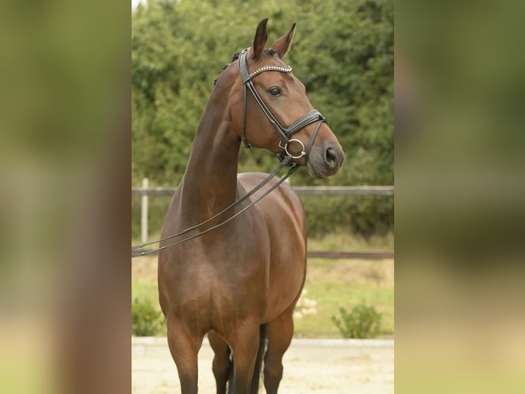 Oldenburger Stute 7 Jahre 168 cm Dunkelbrauner in Sassenberg