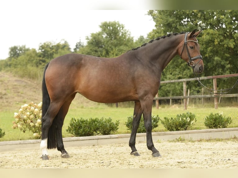 Oldenburger Stute 7 Jahre 168 cm Dunkelbrauner in Sassenberg