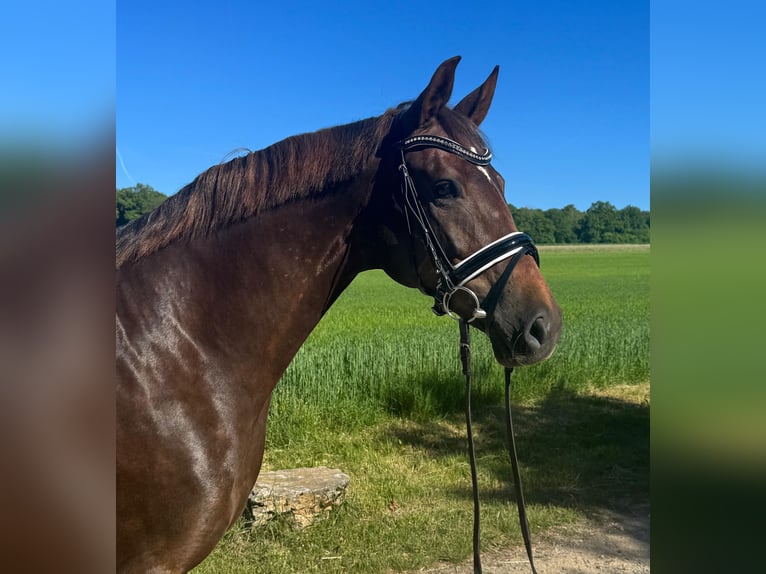 Oldenburger Stute 7 Jahre 168 cm Dunkelfuchs in Röttingen