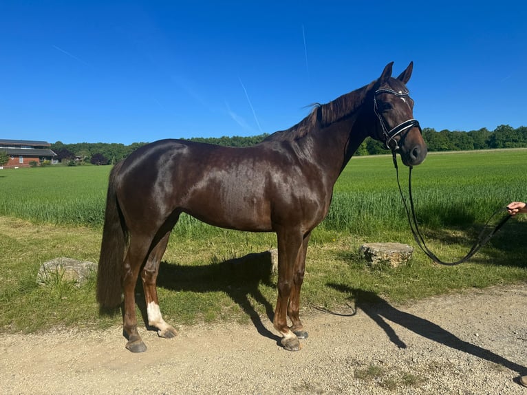 Oldenburger Stute 7 Jahre 168 cm Dunkelfuchs in Röttingen