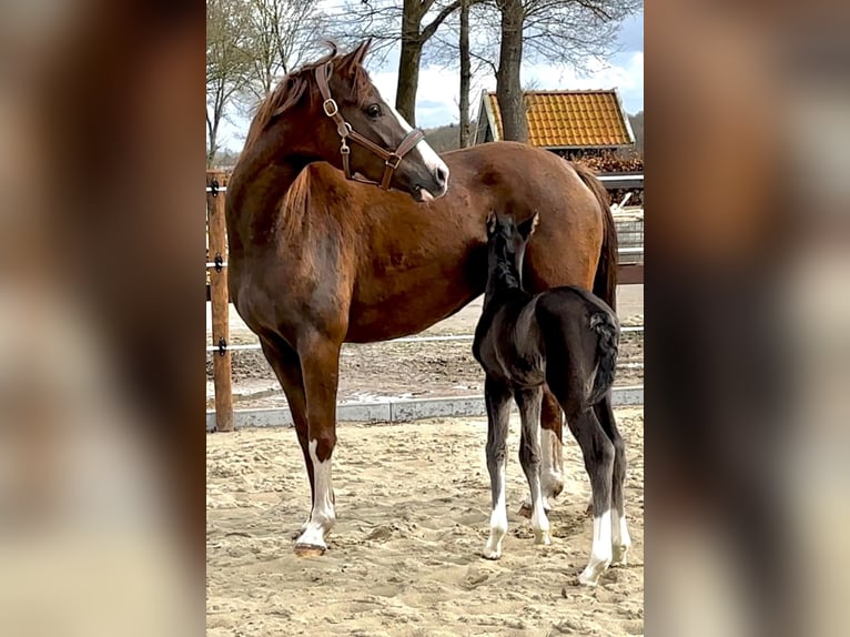 Oldenburger Stute 7 Jahre 168 cm Dunkelfuchs in Vechta