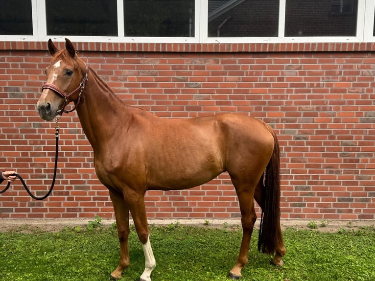 Oldenburger Stute 7 Jahre 168 cm Fuchs in Stadtlohn