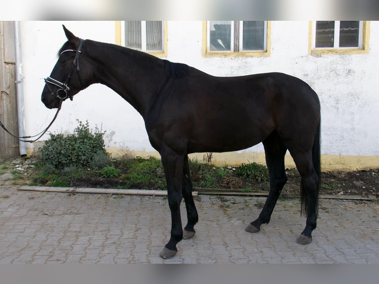 Oldenburger Stute 7 Jahre 168 cm Rappe in Karlsfeld