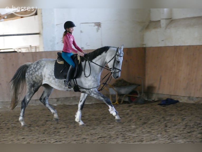 Oldenburger Stute 7 Jahre 168 cm Schimmel in Ganschow