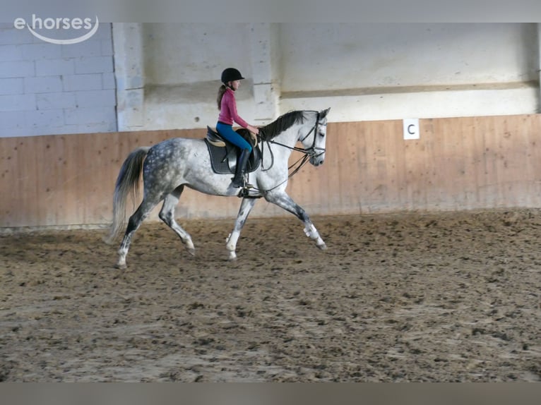 Oldenburger Stute 7 Jahre 168 cm Schimmel in Ganschow