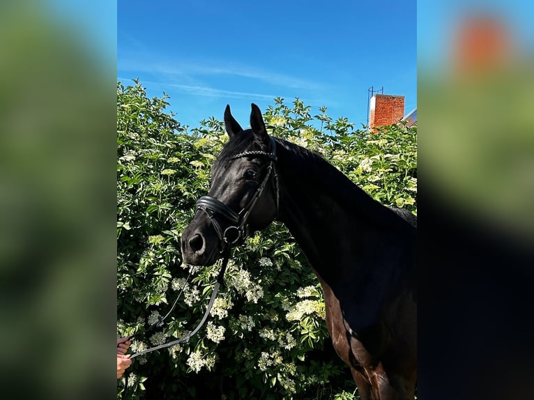 Oldenburger Stute 7 Jahre 168 cm Schwarzbrauner in Mechterstädt