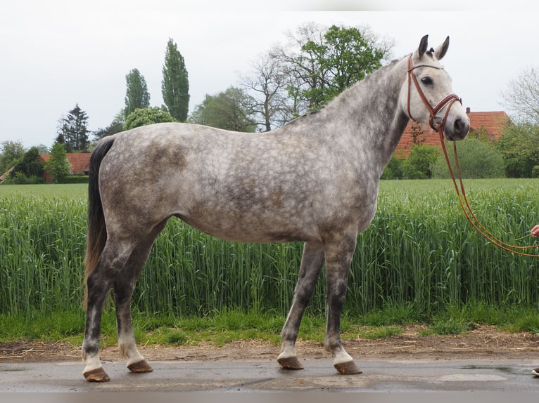 Oldenburger Stute 7 Jahre 169 cm Apfelschimmel in Bramsche