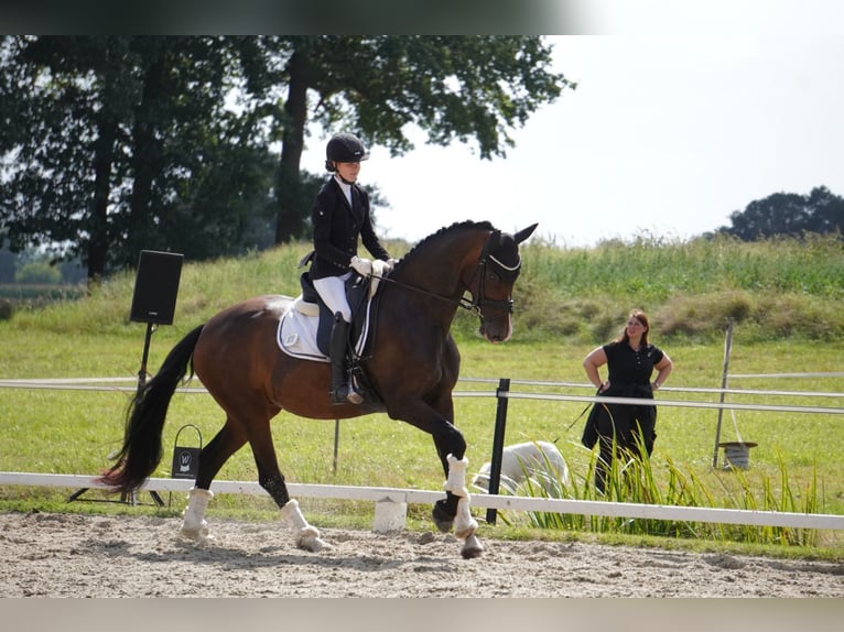 Oldenburger Stute 7 Jahre 169 cm Dunkelbrauner in Gehrde