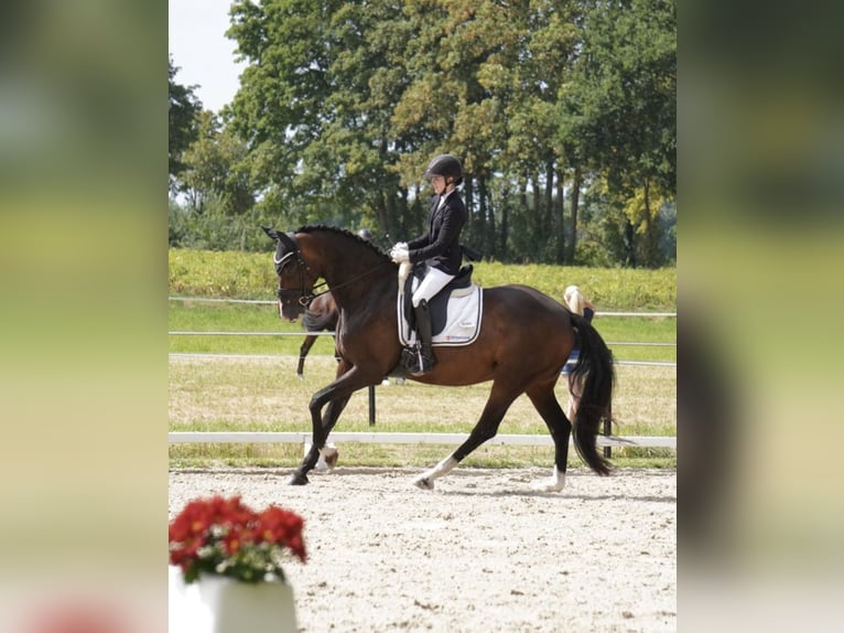 Oldenburger Stute 7 Jahre 169 cm Dunkelbrauner in Gehrde