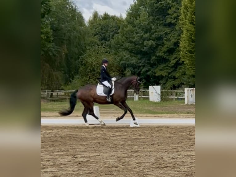 Oldenburger Stute 7 Jahre 169 cm Dunkelbrauner in Gehrde