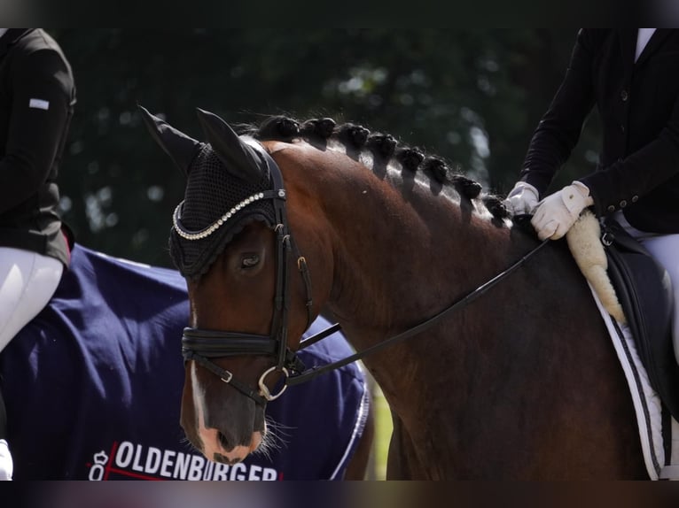 Oldenburger Stute 7 Jahre 169 cm Dunkelbrauner in Gehrde
