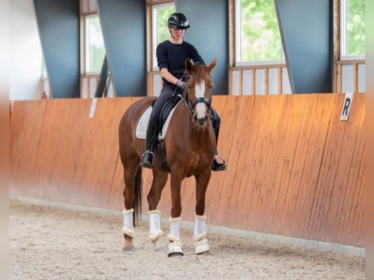 Oldenburger Stute 7 Jahre 169 cm Dunkelfuchs in Ansager