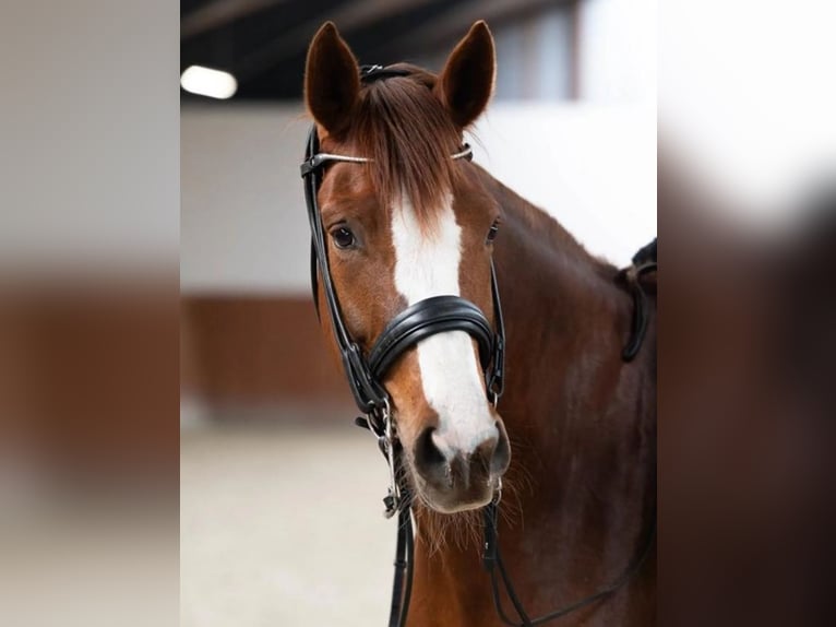 Oldenburger Stute 7 Jahre 169 cm Dunkelfuchs in Ansager