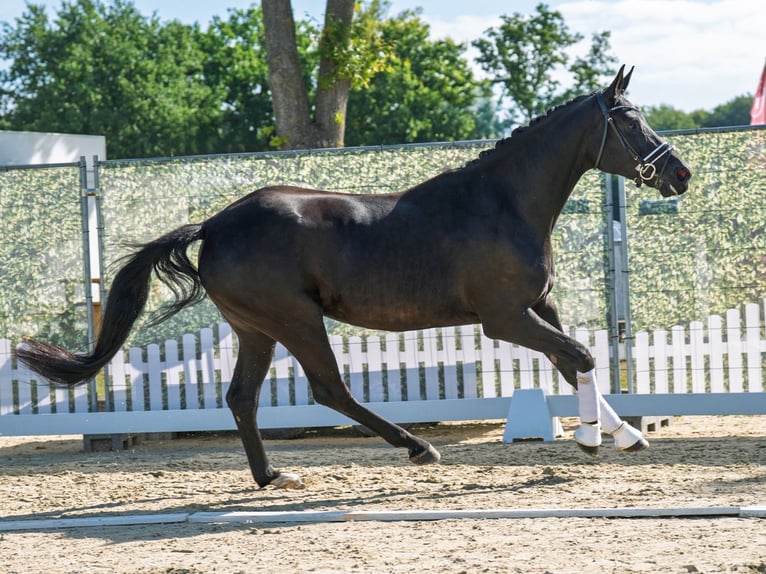 Oldenburger Stute 7 Jahre 169 cm Schwarzbrauner in M&#xFC;nster