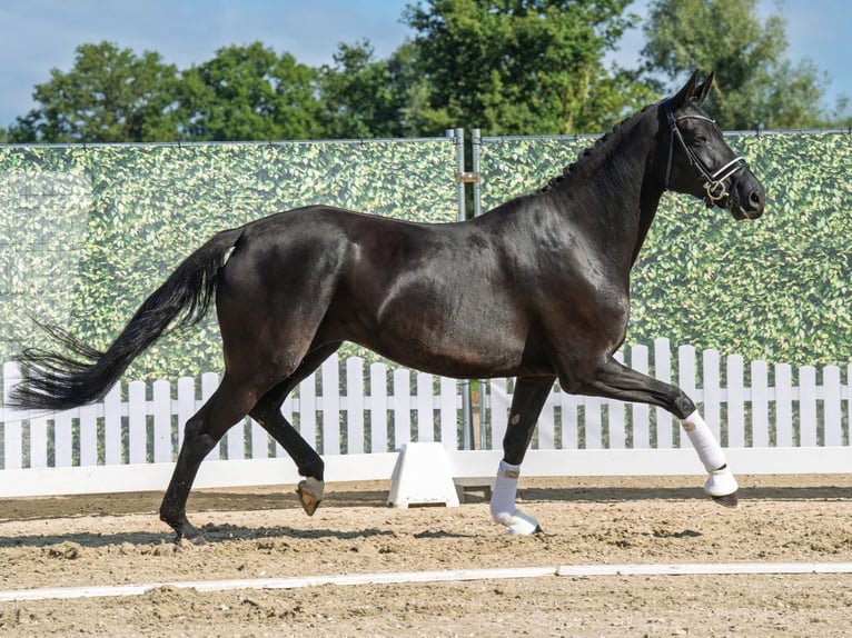 Oldenburger Stute 7 Jahre 169 cm Schwarzbrauner in M&#xFC;nster