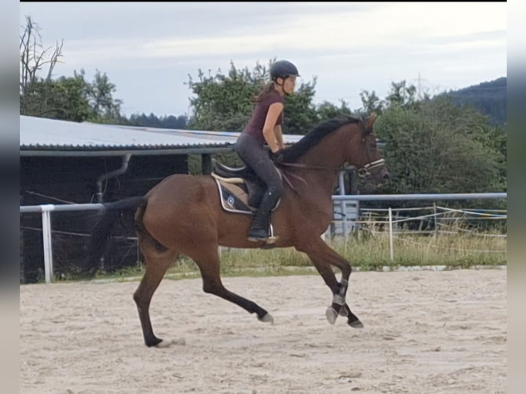 Oldenburger Stute 7 Jahre 170 cm Brauner in Sch&#xF6;mberg