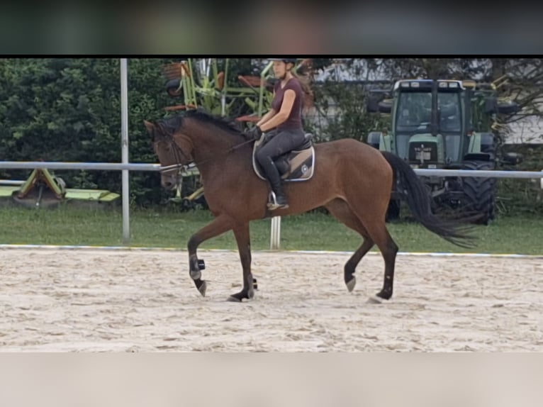 Oldenburger Stute 7 Jahre 170 cm Brauner in Sch&#xF6;mberg