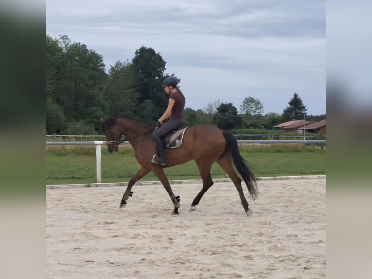 Oldenburger Stute 7 Jahre 170 cm Brauner in Sch&#xF6;mberg
