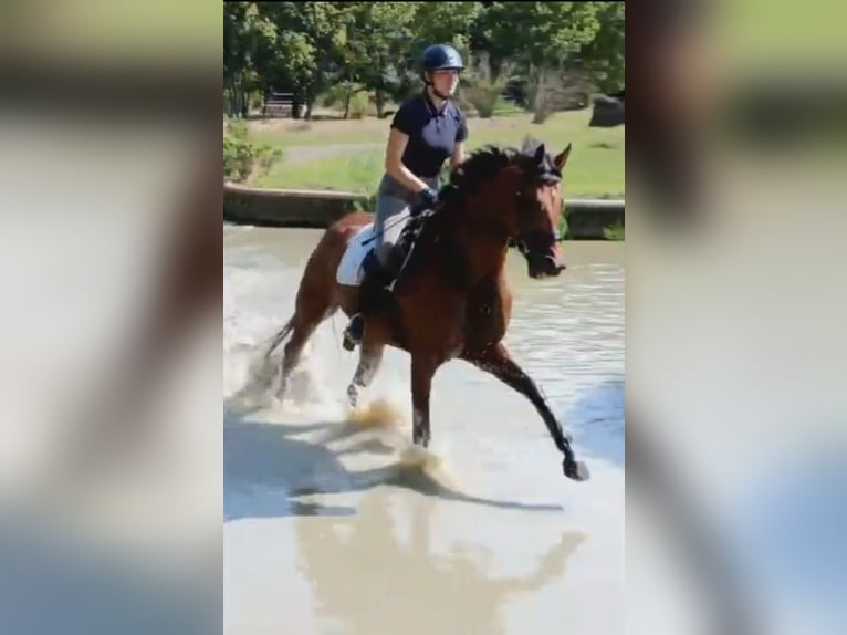 Oldenburger Stute 7 Jahre 170 cm Brauner in Sch&#xF6;mberg